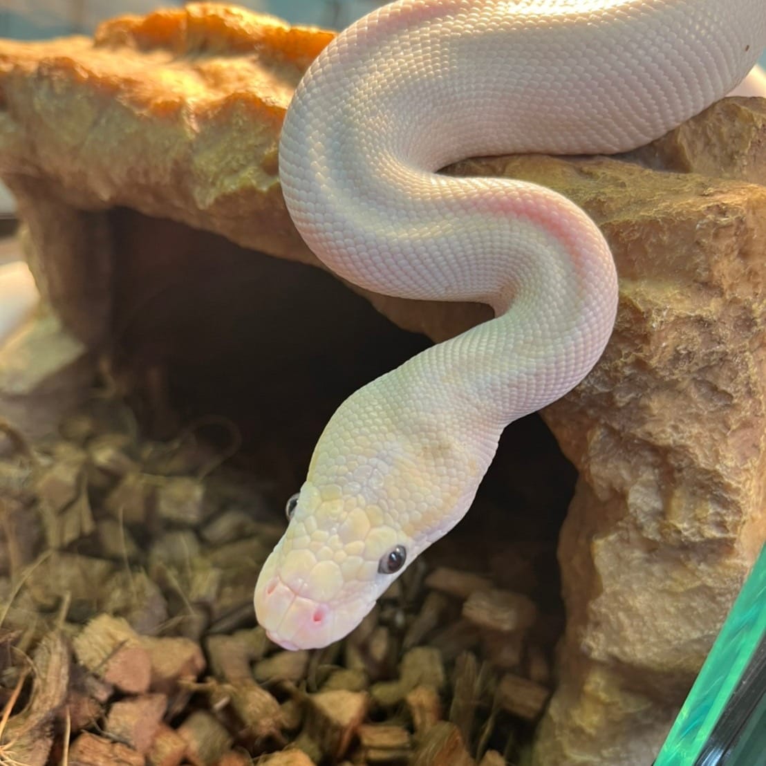 札幌11R クイーンS 馬連穴勝負7点（有料コンテンツ）